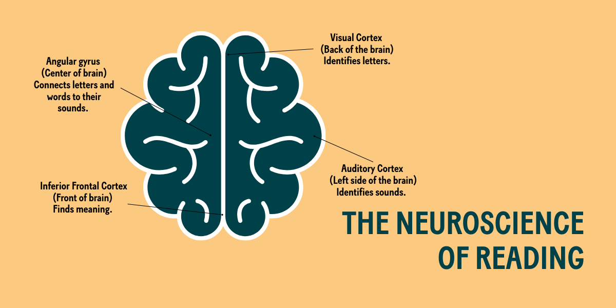 The Neuroscience of Reading: How to Reduce Cognitive Load and Improve Literacy